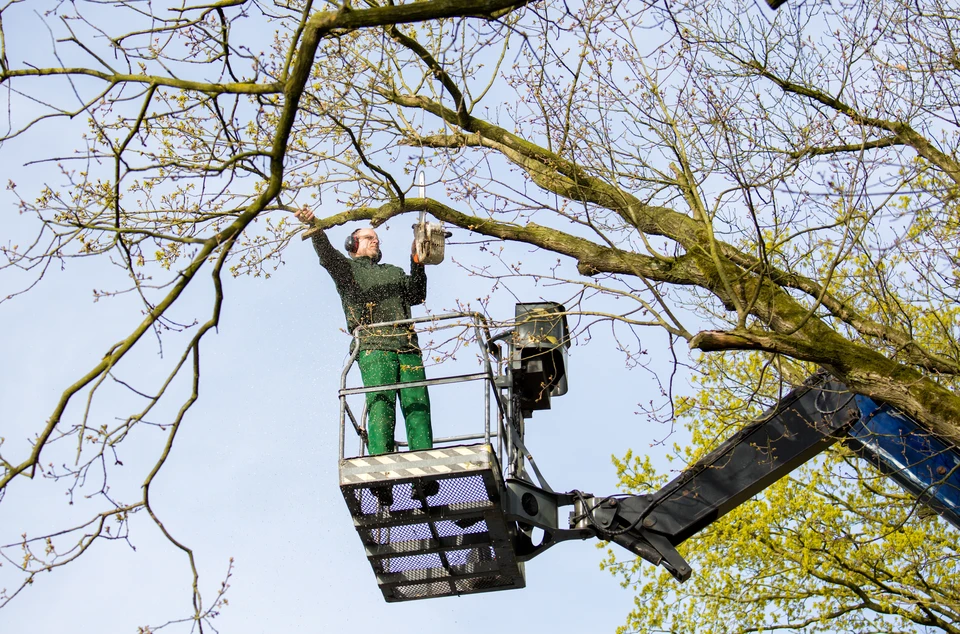 Scène extérieure : ouvrier en tenue verte sur nacelle élévatrice effectuant l'élagage d'un grand arbre aux branches dénudées, ciel dégagé en arrière-plan